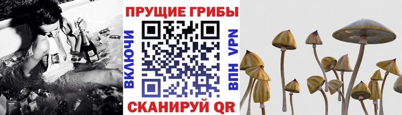 закладки  ссылка на мегу ONION  Псилоцибиновые грибы Magic Shrooms  Мценск 